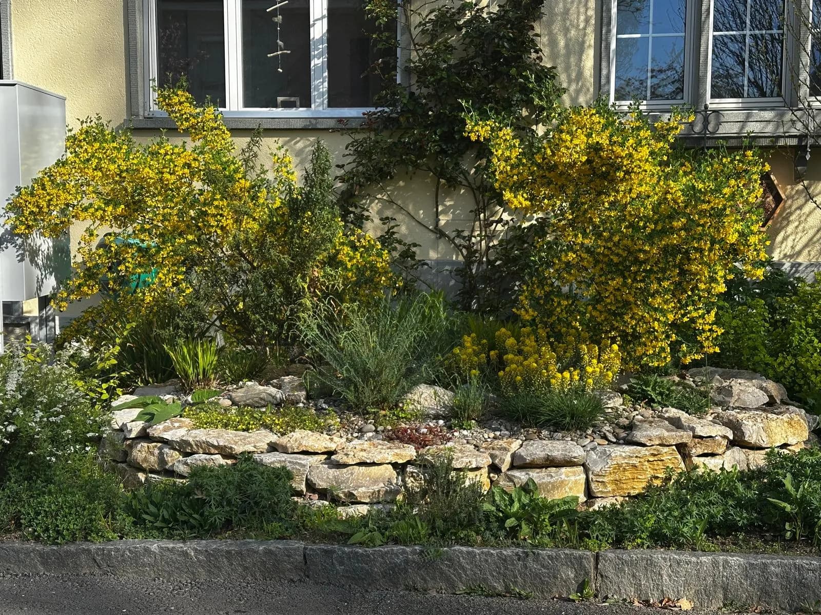 Ginster mit gelber Blüte im Steinbeet-Vorgarten