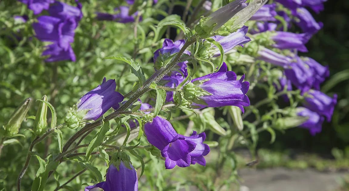 Violette Glockenblumen im Staudenbeet