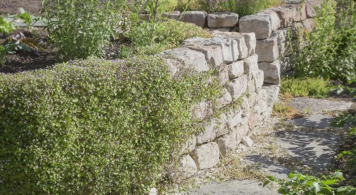 Natursteinmauer mit Staudenbeet-Bepflanzung