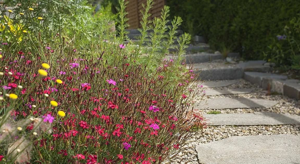 Rabatten-Bepflanzung – Nelken-Blütenmeer