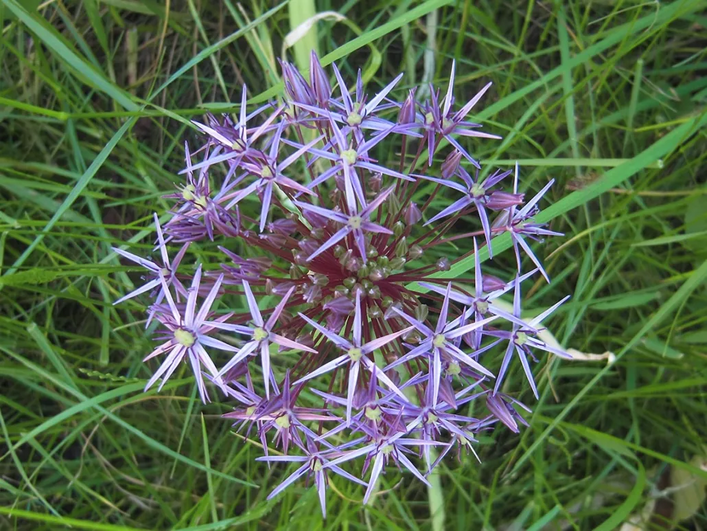 Zierlauch (Allium) mit violetter Blüte
