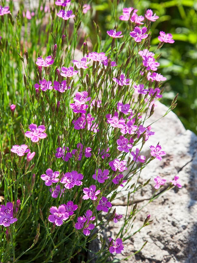 Gartengestaltung Herzog – Referenzprojekt