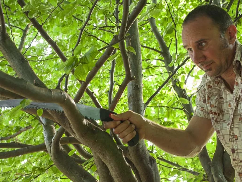 Baumschnitt mit Handsäge durch den Gärtner