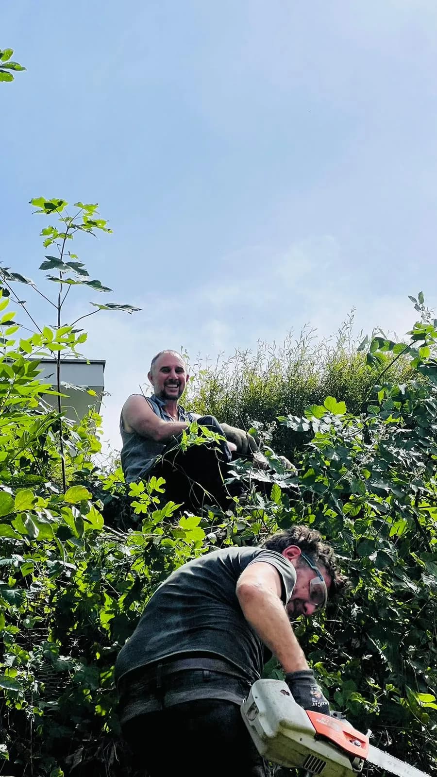 Gärtner-Team beim Heckenrückschnitt