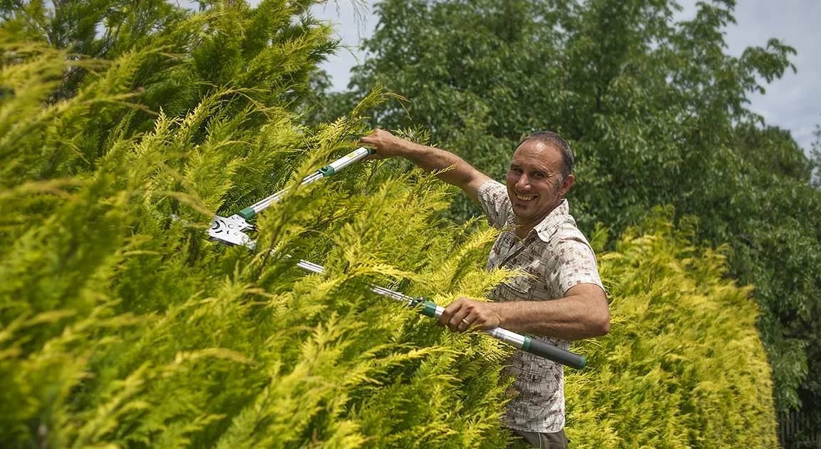 Formschnitt einer Konifere