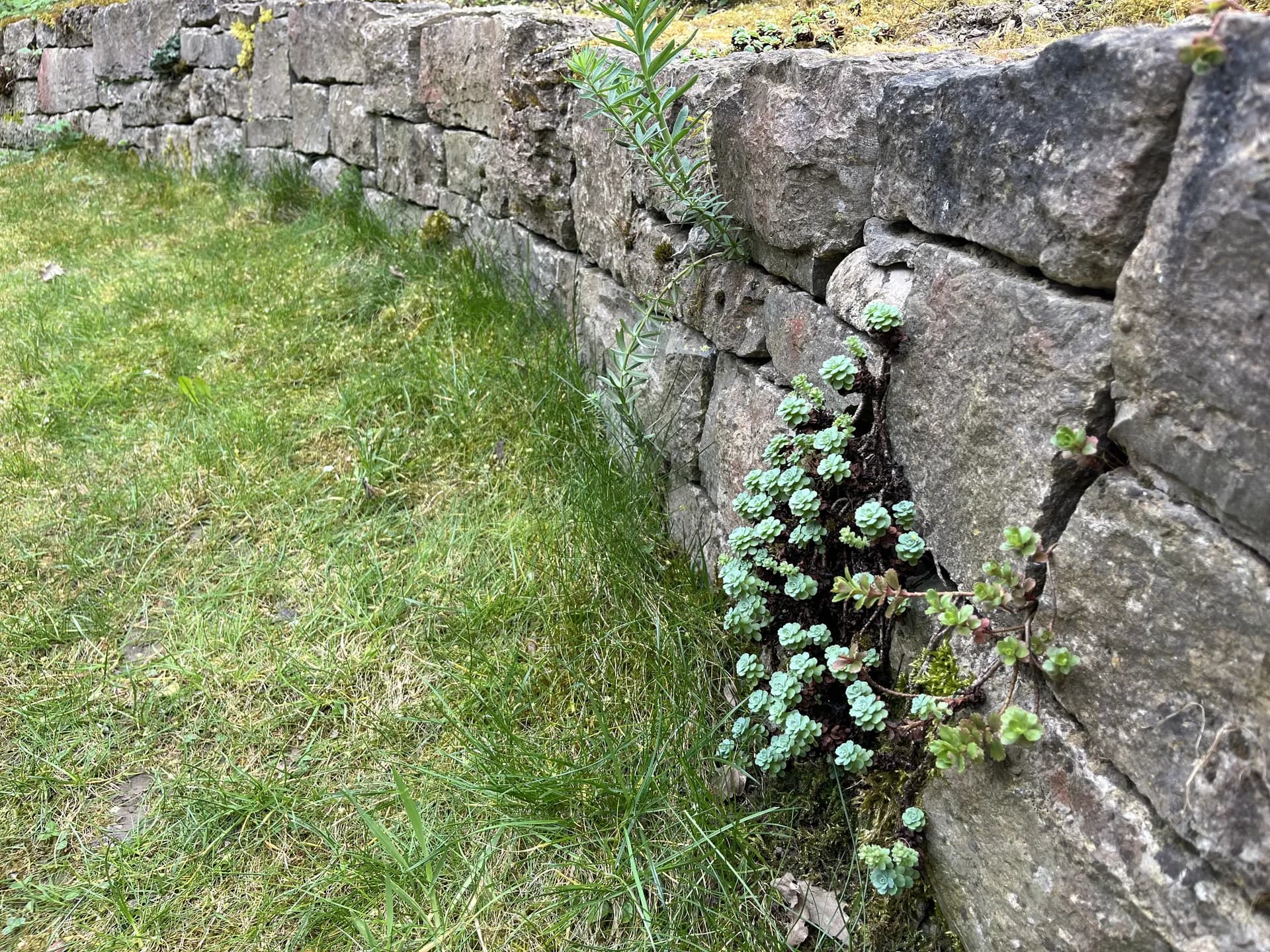Trockensteinmauer mit Fetthenne in der Fuge
